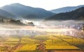 九江：油菜花开田园美（图）