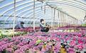 邢台“鲜花经济”拓宽致富路