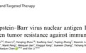 破解EB病毒“隐身术“，PROTAC药物为鼻咽癌免疫治疗破局