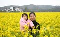 江西南丰：油菜花开游客来（图）