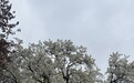 武汉青山公园58岁“明星梨树”盛放 满树繁花惊艳春日