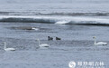 图集丨长春伊通河飞来三只白天鹅