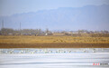 冰雪消融候鸟归　甘肃嘉峪关草湖湿地迎来春日精灵