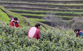 山海之间茶香起，宁波春茶“抢鲜”采！