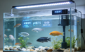 宠智灵鱼类AI大模型：构建水族企业数字化管理底座
