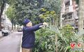 市民义务护绿十余载 春节期间自购20多株绿植扮靓小区