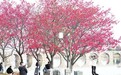 永丰县：恩江风景区樱花绽放（图）