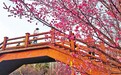 洛阳：游客赏花游园 感受春色美景