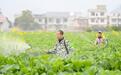 宜春袁州区：抢抓农时（图）