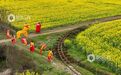 吉安：油菜花海中的醒狮欢歌（图）