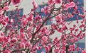 藏乡江南春来早　一江碧水醒舟曲