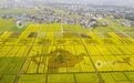 遂川县：油菜花海“作画” 春日田园入画来（图）