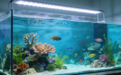 从鱼类品种识别到行为健康分析，宠智灵用 AI 重构水族设备能力