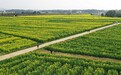 江西东乡：油菜花开 扮靓乡村（图）