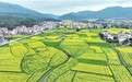 江西萍乡：油菜花开春意浓（图）