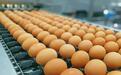 溧水鲜蛋直供盒马 每日15万枚端上长三角市民餐桌