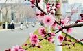 梅香满径扮靓经十路 济南千佛山站春意浓