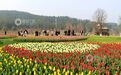 江西南昌：百万株郁金香迎春盛开（图）
