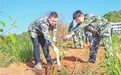 赣州定南：携手植树苗 共同添新绿（图）