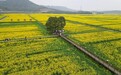 宜春袁州区：油菜花开春光美（图）