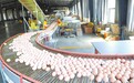 “三颗蛋”如何“孵化”出35亿元大产业？九江给出答案