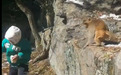 江西5岁男孩山上逗小猴 被猴妈妈一把拽下10米山崖……