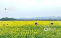 江西分宜：油菜花海赏春光（图）