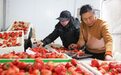 张家口蔚县：草莓映红增收路