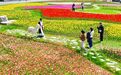 央媒看开福丨郁金香花海激活“春日经济”