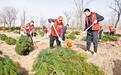 河北各地群众参与义务植树热情高涨 植树正当时 共同添新绿