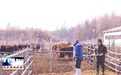 辽源市东丰县开展畜禽养殖环节专项检查与普法宣传活动