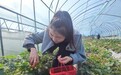 进贤县：春日草莓红 农旅促振兴
