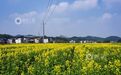 江西分宜：百亩油菜花盛开 勾勒乡村春日画卷（图）