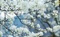 永新县：梨花绽放春意浓（图）