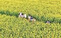 今年德兴市油菜种植面积达8.1万余亩，观赏期可延续至3月底