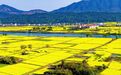 万亩油菜花海“金”艳登场，袁州这个村等你来打卡