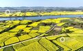 江西分宜：油菜花开 春满大地（图）