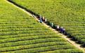 上高县：茶园扩种（图）