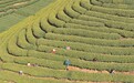 吉水县：抢抓时节采摘明前茶（图）