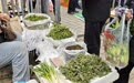时令野菜抢鲜上市　甘肃灵台这道特色招牌香得嘞