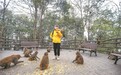 新余仙女湖景区有位“猴妈” 用手机让野生猕猴成为景区名片