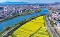 江西萍乡：油菜花开乡村美（图）