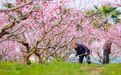 峡江县：花香伴春耕（图）