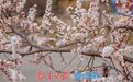 济南泉城公园：山杏花迎春绽放 市民踏青赏春正当时
