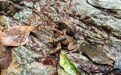 鳞皮小蟾、乐东蟾蜍两物种首次在万宁被发现