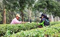 浮梁茶农开始采摘春茶第一芽