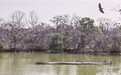 南昌天香园迎来候鸟高峰期（图）