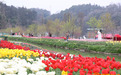 200余亩郁金香盛放！南昌市第九届郁金香花展解锁“赏花+”新玩法