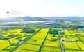 江西分宜：高铁穿行花海（图）