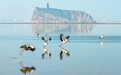 鄱阳湖湖口县水域：越冬候鸟陆续北迁（图）